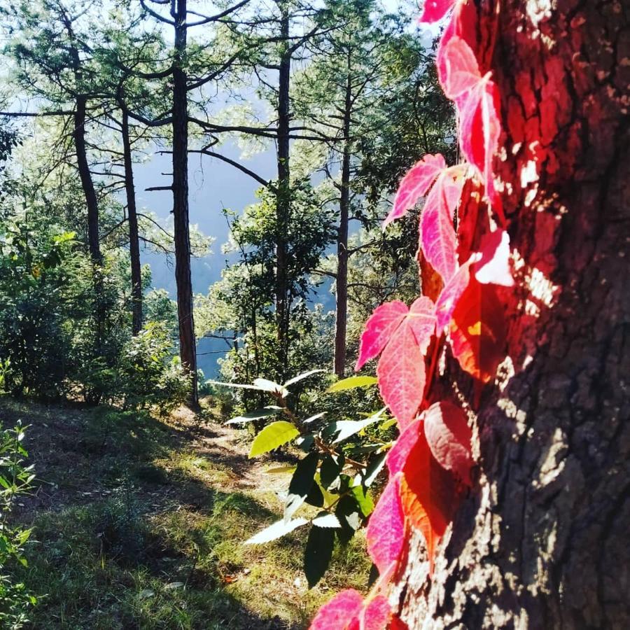 Shimla Pines Homestay エクステリア 写真